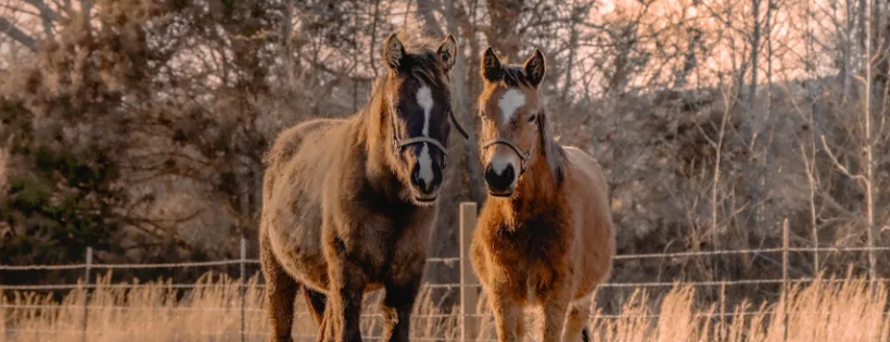 Moon Mountain Sanctuary and Rescue