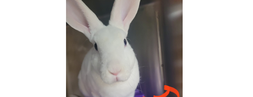 Pepper's Pet Rescue
