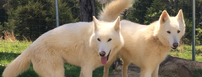 Wolf PAWS Inc.