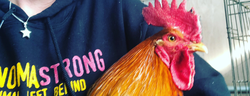Flat Broke Farm Animal Rescue