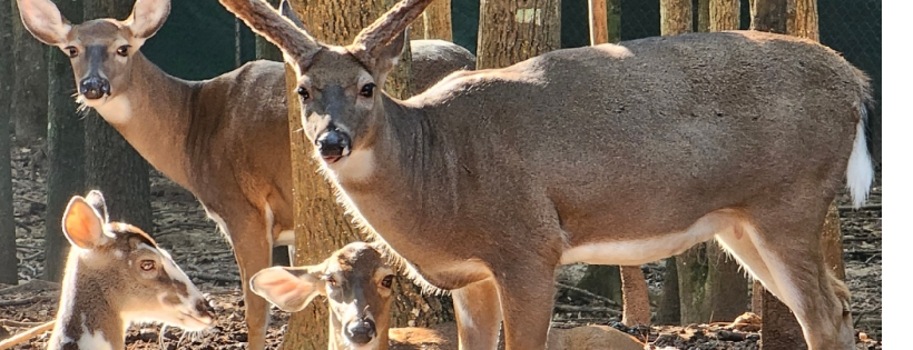 Magnolia Fawn Rescue Inc