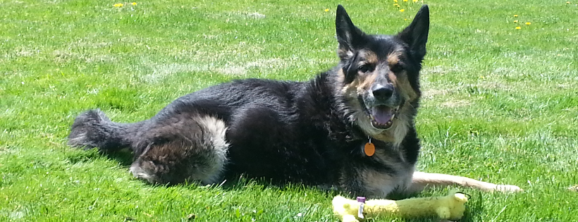 Woody's Place ~ Senior German Shepherd Sanctuary