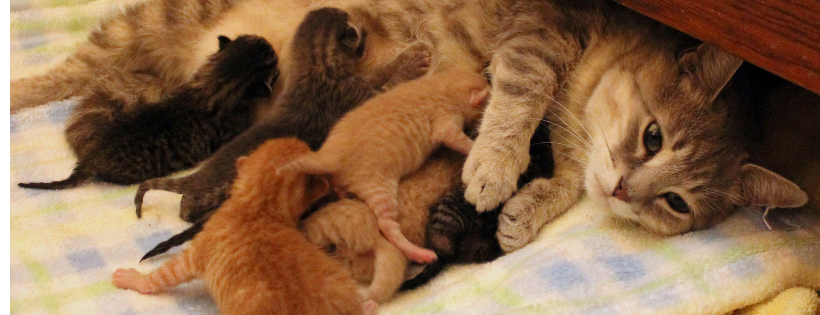 Napanee Community Kitten Rescue