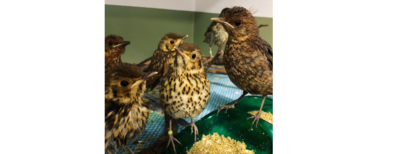 BirdCare Aotearoa