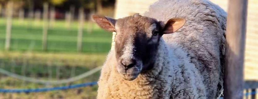 The Retreat Animal Rescue Farm Sanctuary