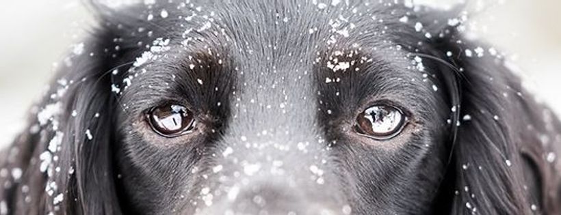 Moorlands Dog Rescue