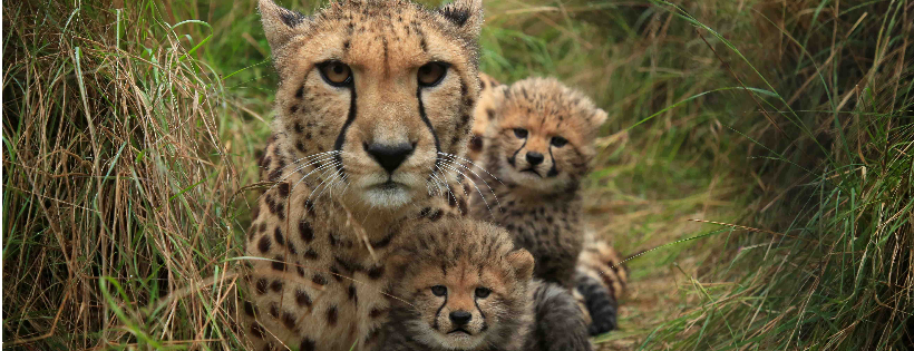 Wild Cat Conservation Centre