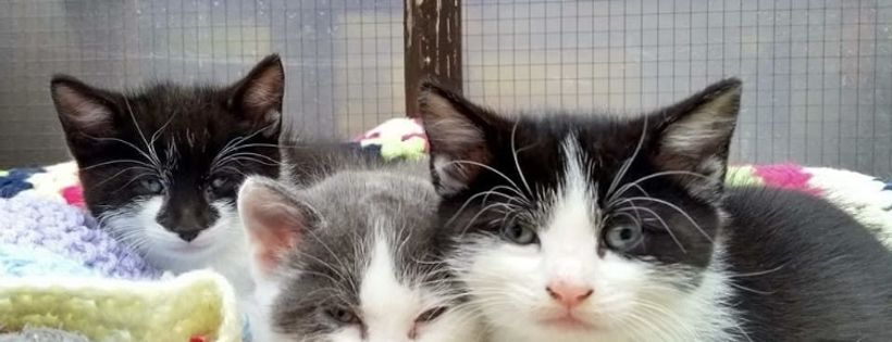 Happy Landings Animal shelter
