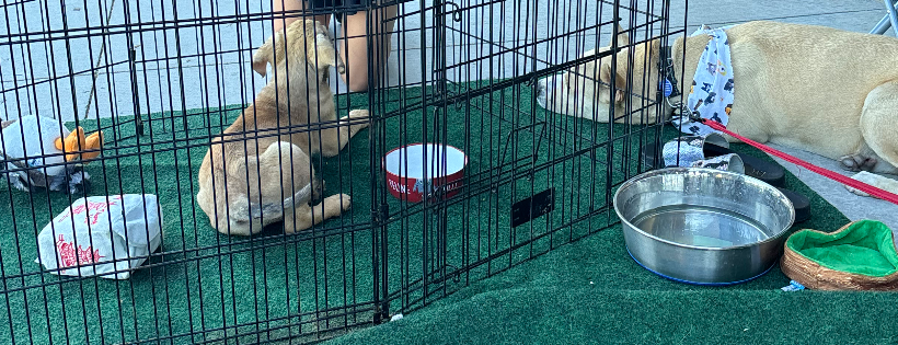 Help A Dog Out Rescue