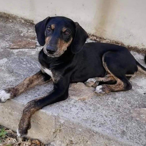 Cretan Animal Protection