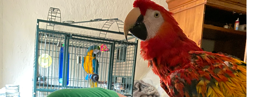 The Global Nest Exotic Bird Sanctuary