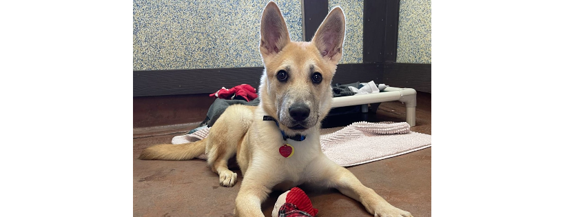 Northwest Organization for Animal Help