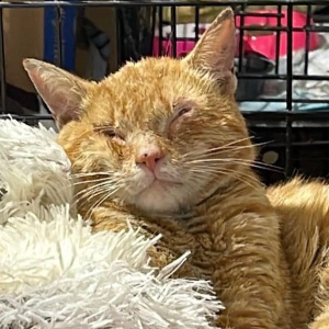 SaintSpiro Cat Rescue Inc. Logo