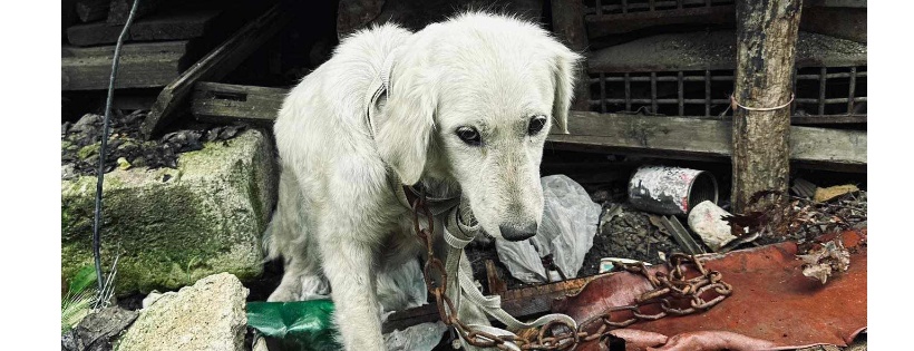 Second Chance Dog Rescue C.I.C