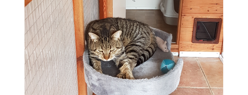 Sleapy Cat Rescue