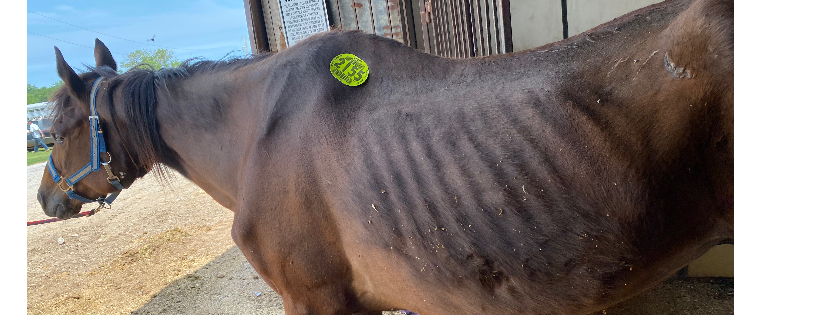 Creeks Landing Equine Rescue Inc