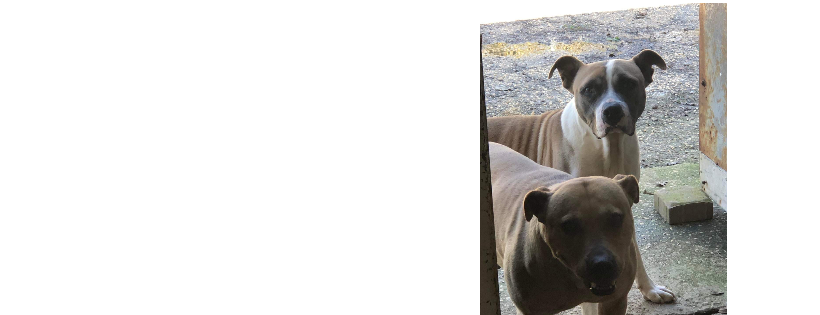 Animal Tails Rescue