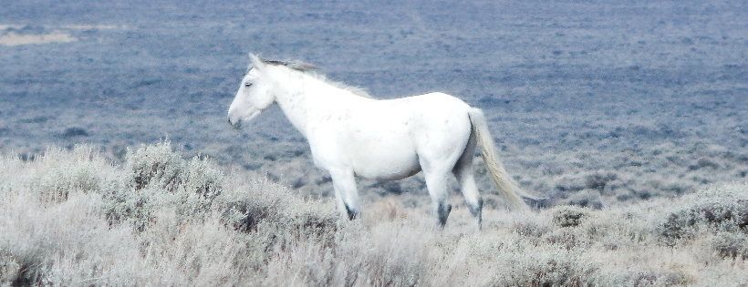Windwalker Ridge Mustang Sanctuary