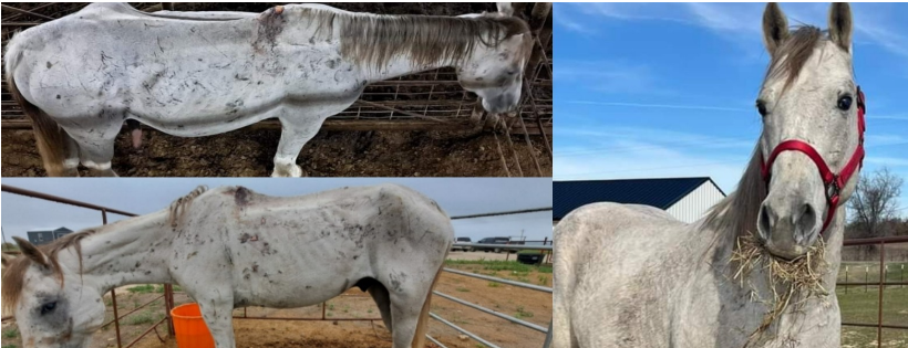 Southern Twang Second Chance Ranch