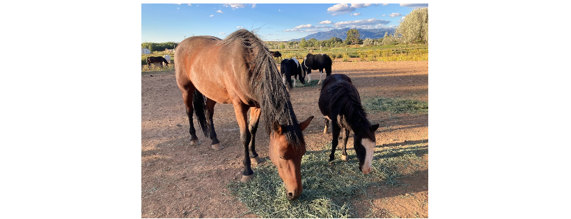 Equine Spirit Sanctuary