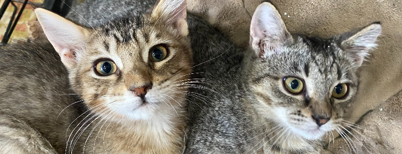 Alpine Humane Society