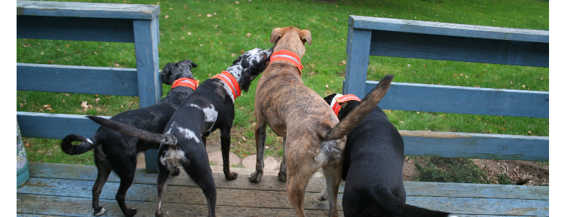 Catahoula Rescue of New England