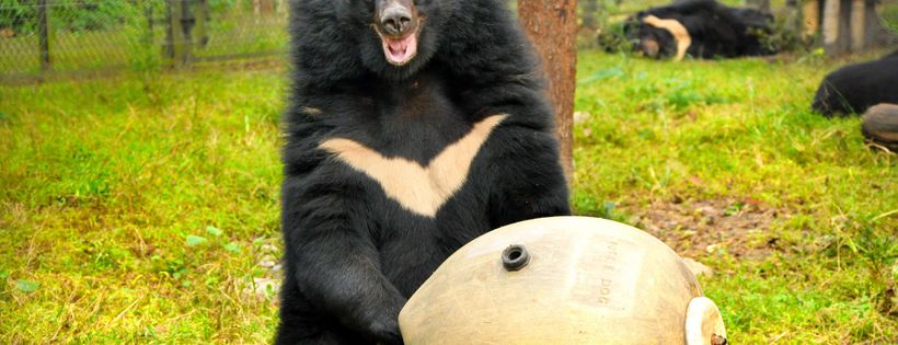 Animals Asia Foundation Limited