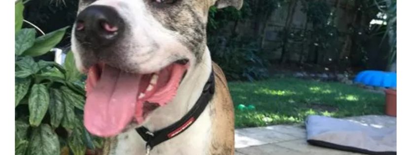 Happy Furever After Animal Rescue Inc