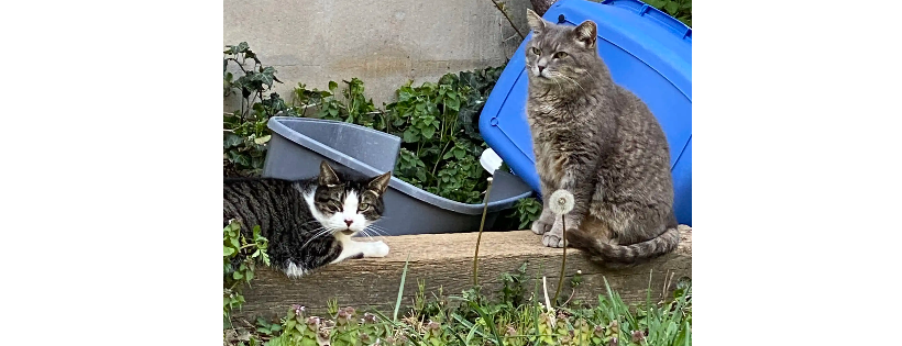 Ivy Woods Feline Sanctuary