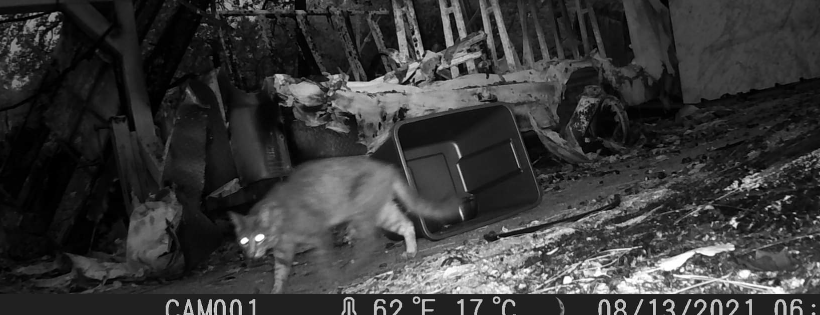 Nevada County Cat Rescue