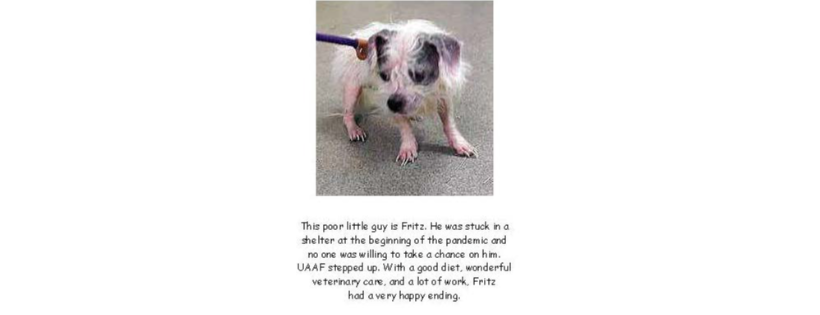 The Utah Animal Advocacy Foundation