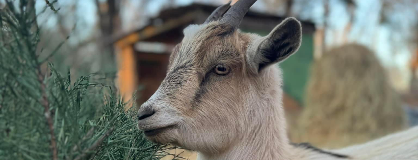 All God’s Creatures Rescue, Inc.