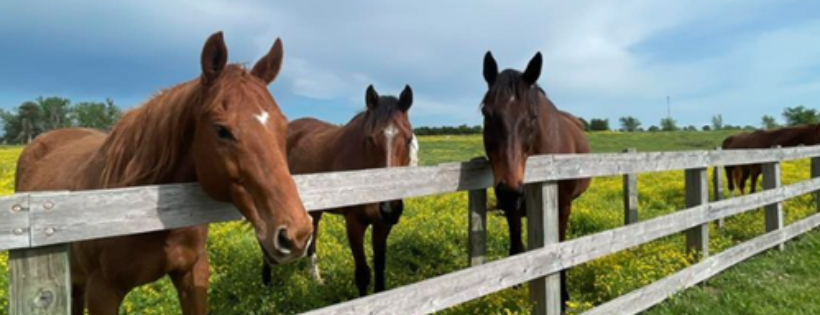 Renaissance Rescue Ranch