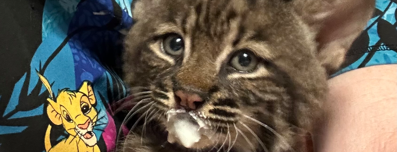 Spiritual Wildlife Rescue & Rehabilitation Sanctuary
