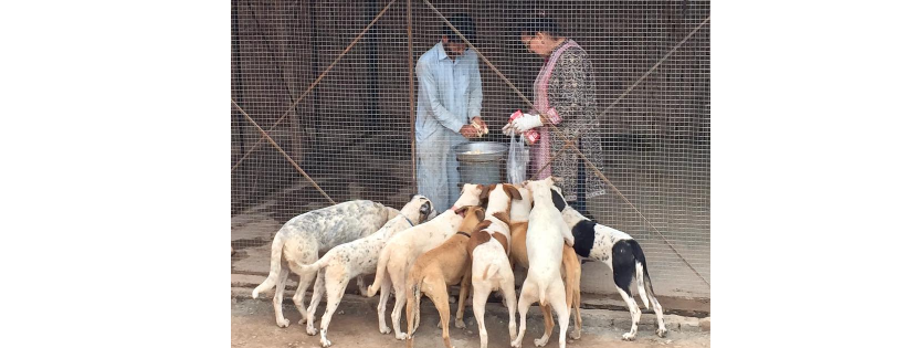 Lucky Animal Protection Shelter