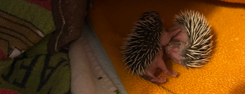 Deanshanger Hedgehog Rescue
