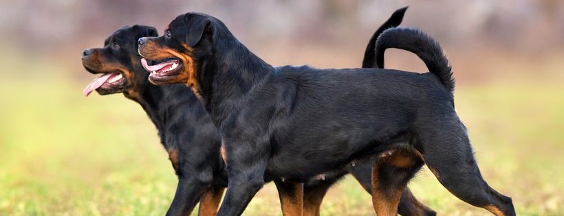 Rottwelier Welfare Association