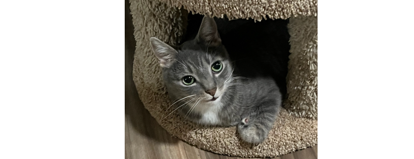 Home Sweet Home Animal Rescue of Long Island
