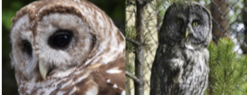 Alaska Raptor Center