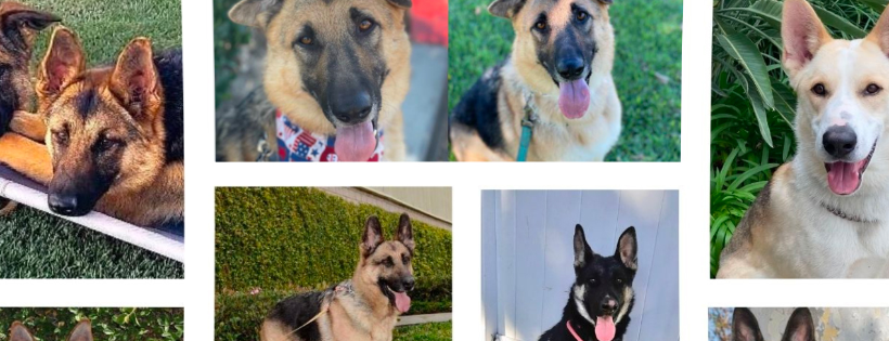 German Shepherd Rescue of OC