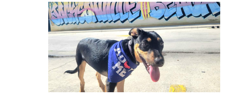 AdoptableJax