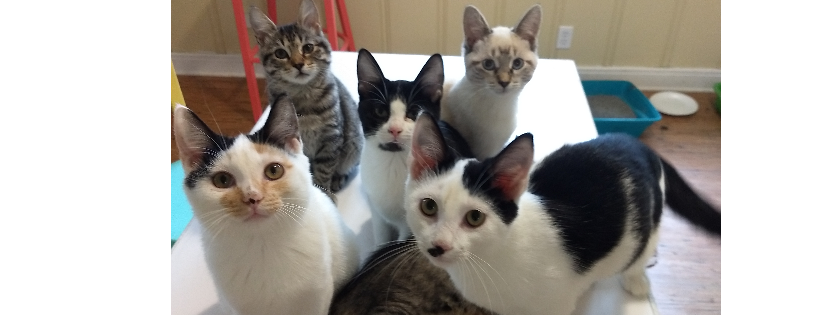SAINTS SPCA, INC