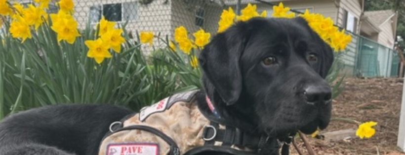 Paws Assisting Veterans