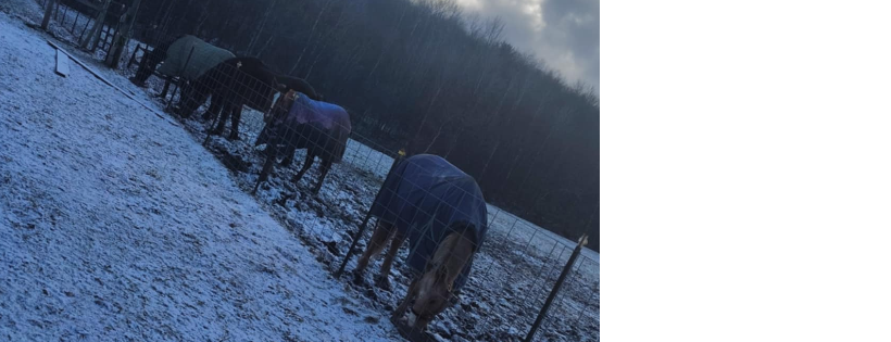 Tammy Schmierer,  Windy River Farms , small horse rescue