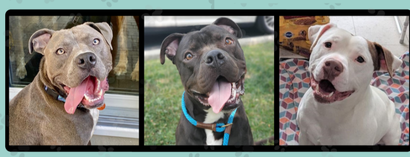 It's a Pittie Rescue