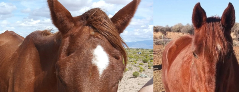 Ranger's Legacy Equine Rescue
