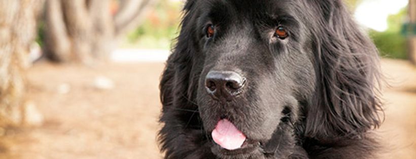 The Victoria County SPCA