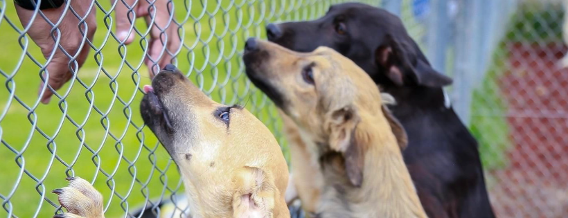 DIBS Rescue