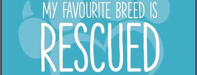 9 Lives Cat Rescue