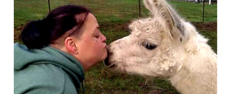 Olympic Peninsula Llama/Alpaca Rescue Non-Profit